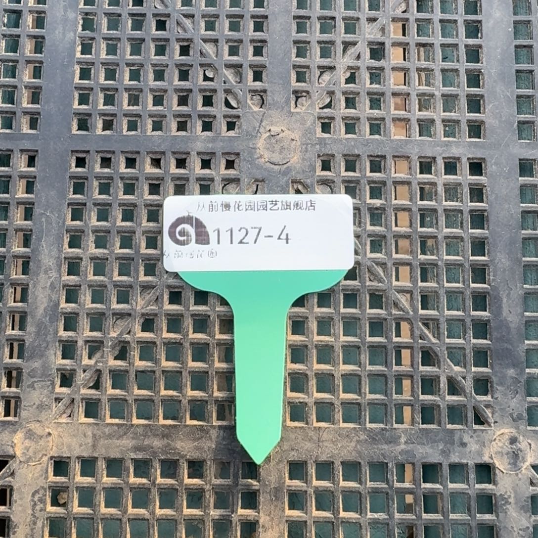 从前慢多肉精选编号1127.4