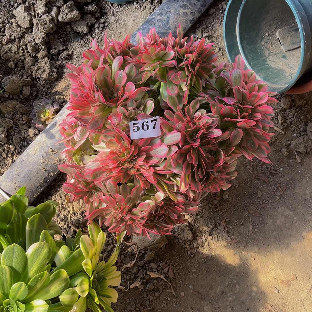 粉女巫法师缀6-40