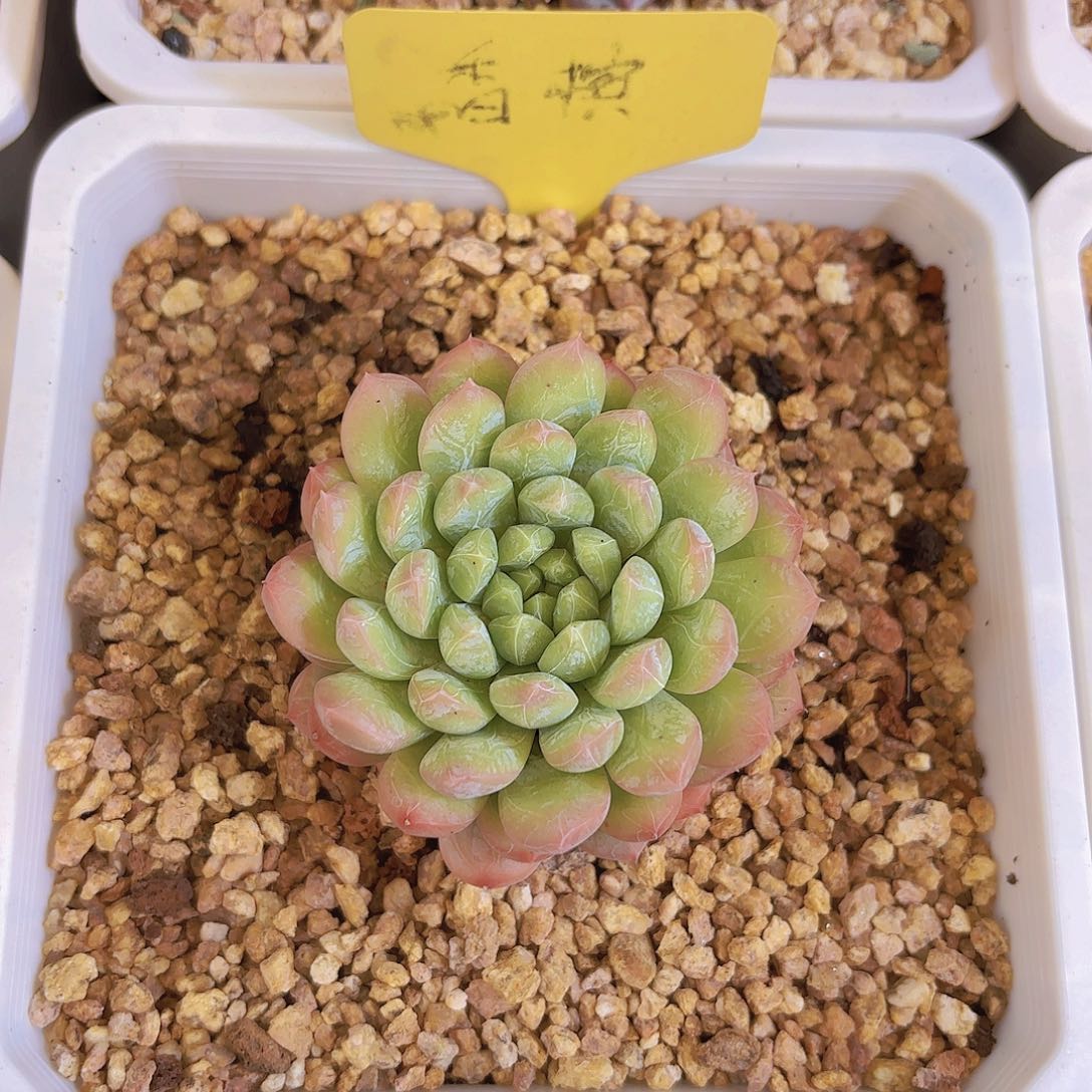 多***肉云南金致家精品多肉