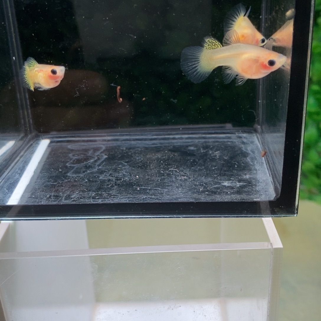 孔雀鱼蕾丝玻璃猫两对