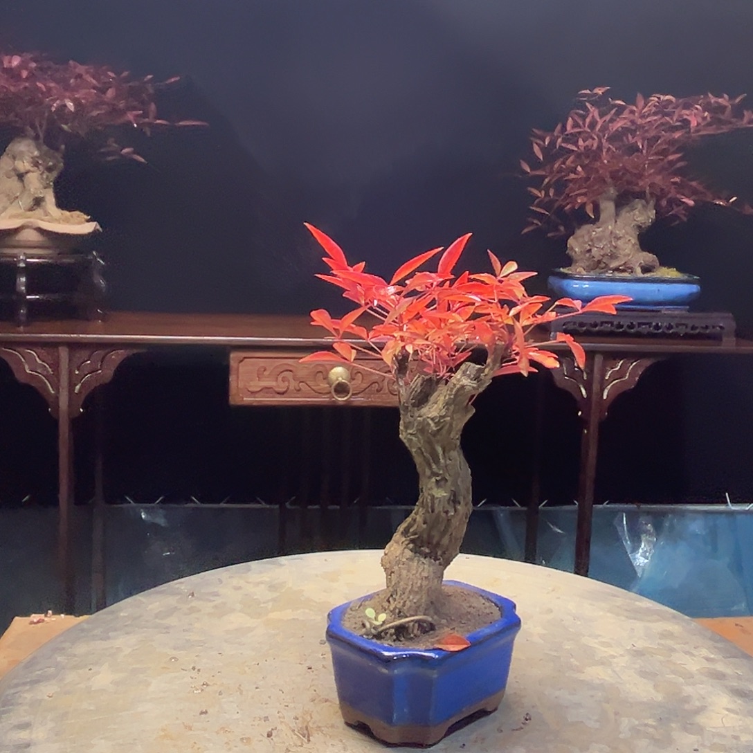 不开花植物0000006