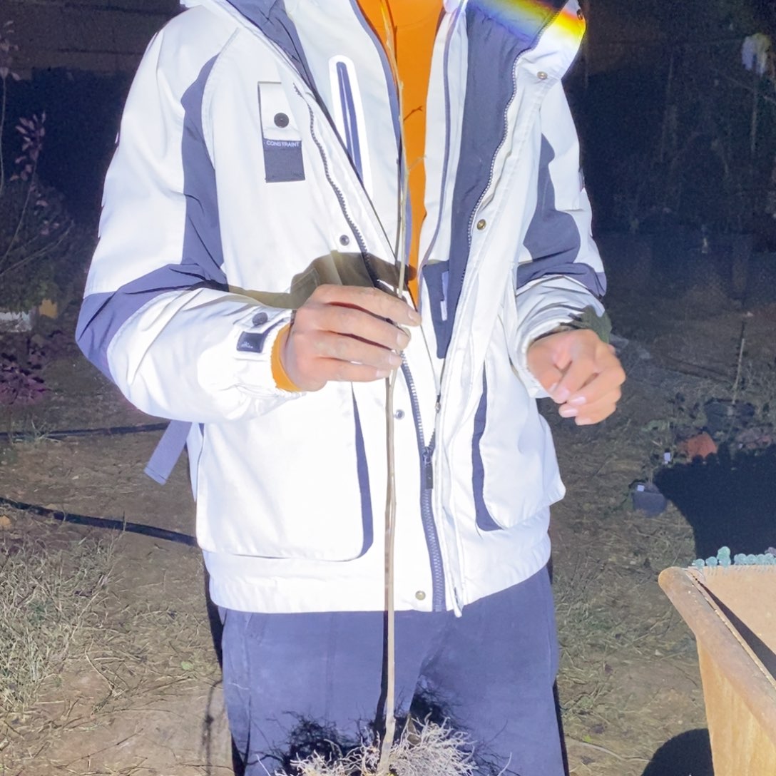 长果柄老鸦柿原生