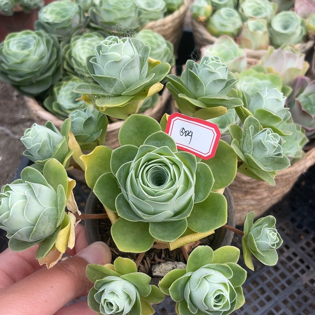 山地玫瑰多肉不售后 504