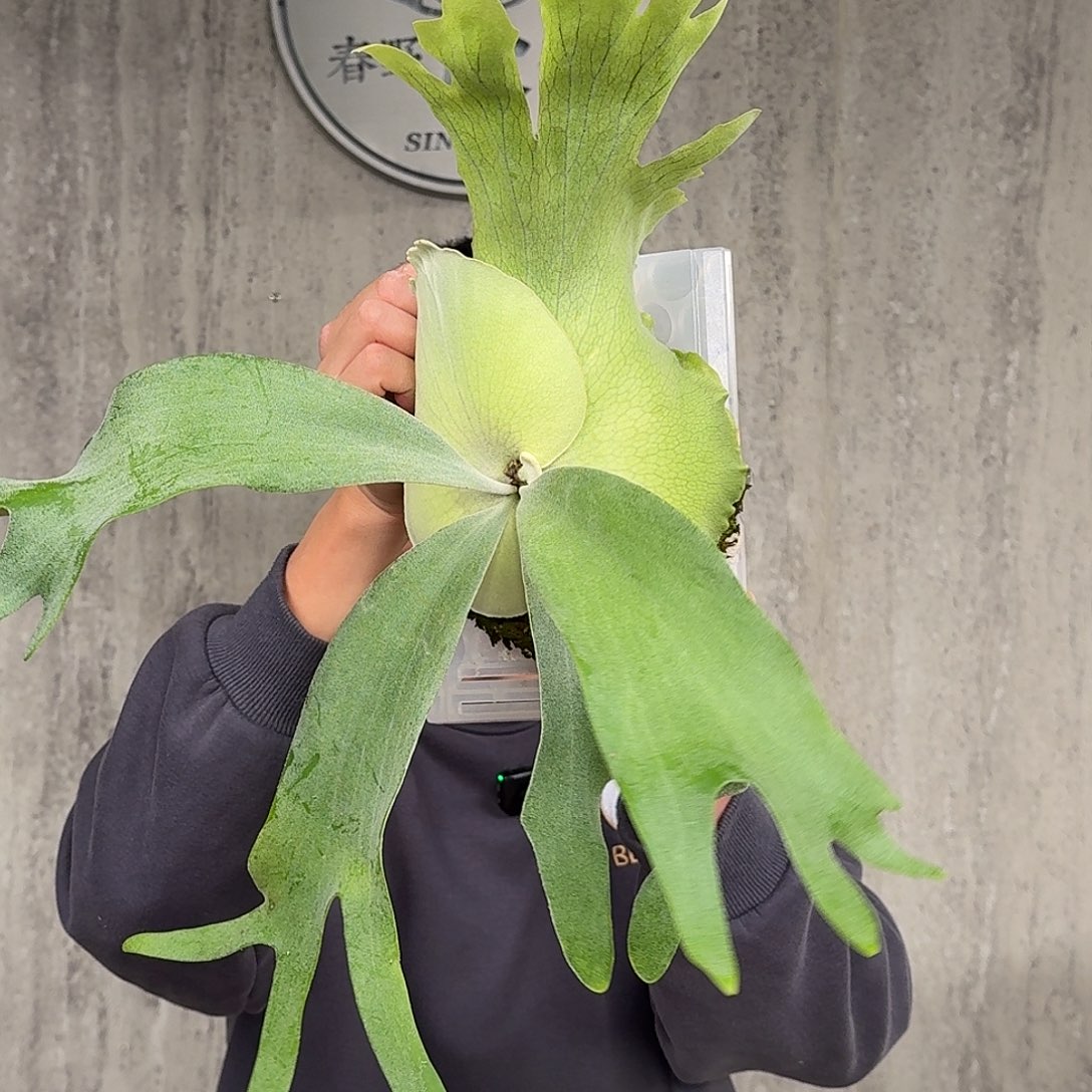 完全开放印尼爪哇孢播鹿角蕨春野花园