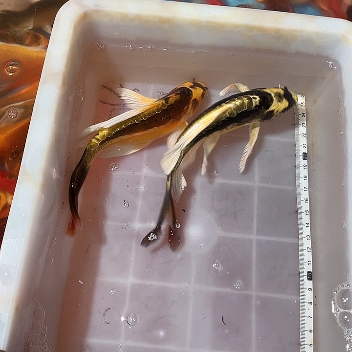 蝴蝶鲤鱼渔场直发22