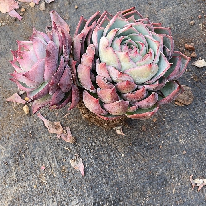 玄叶飘支惊鸿16脱土发