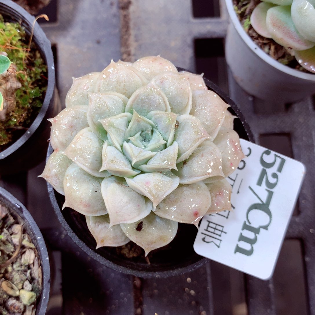 5厘米盆精控多肉527