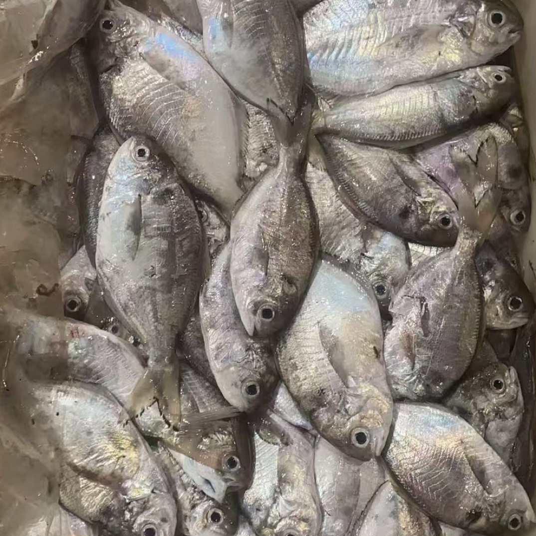 新鲜海捕肉昌鱼 本港直供顺丰发货