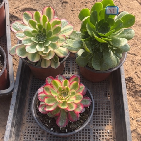 712多肉植物组合