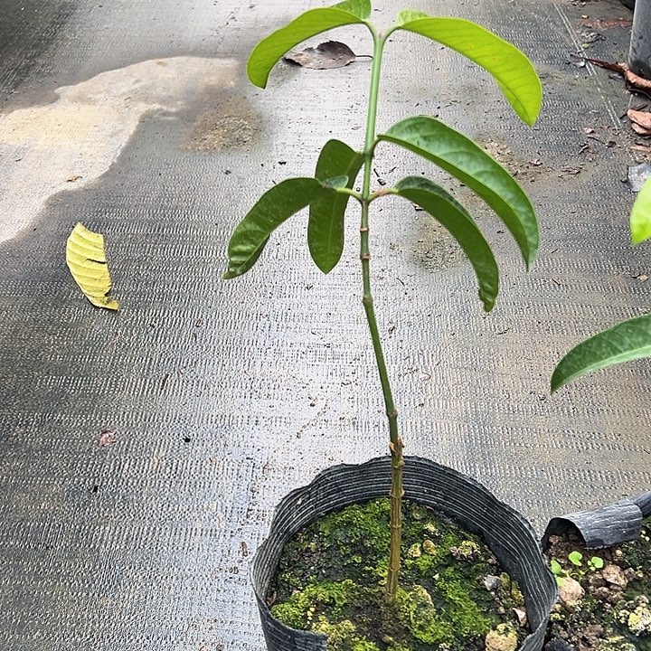 B***哥天使256978869978877678