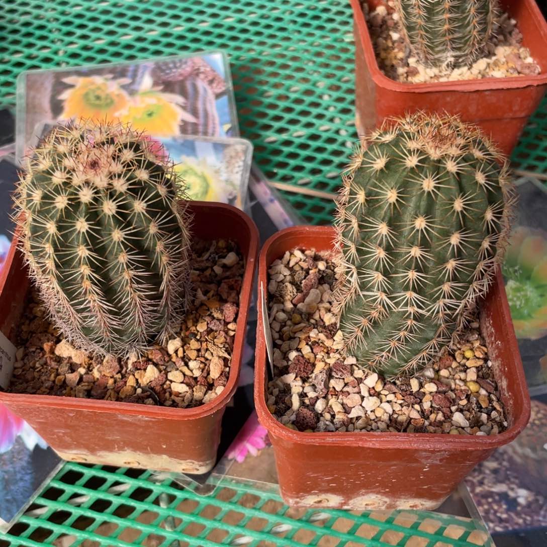 鹿角柱实生仙人球沙漠玫瑰2个