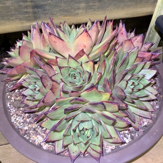 每周特价活动开始了