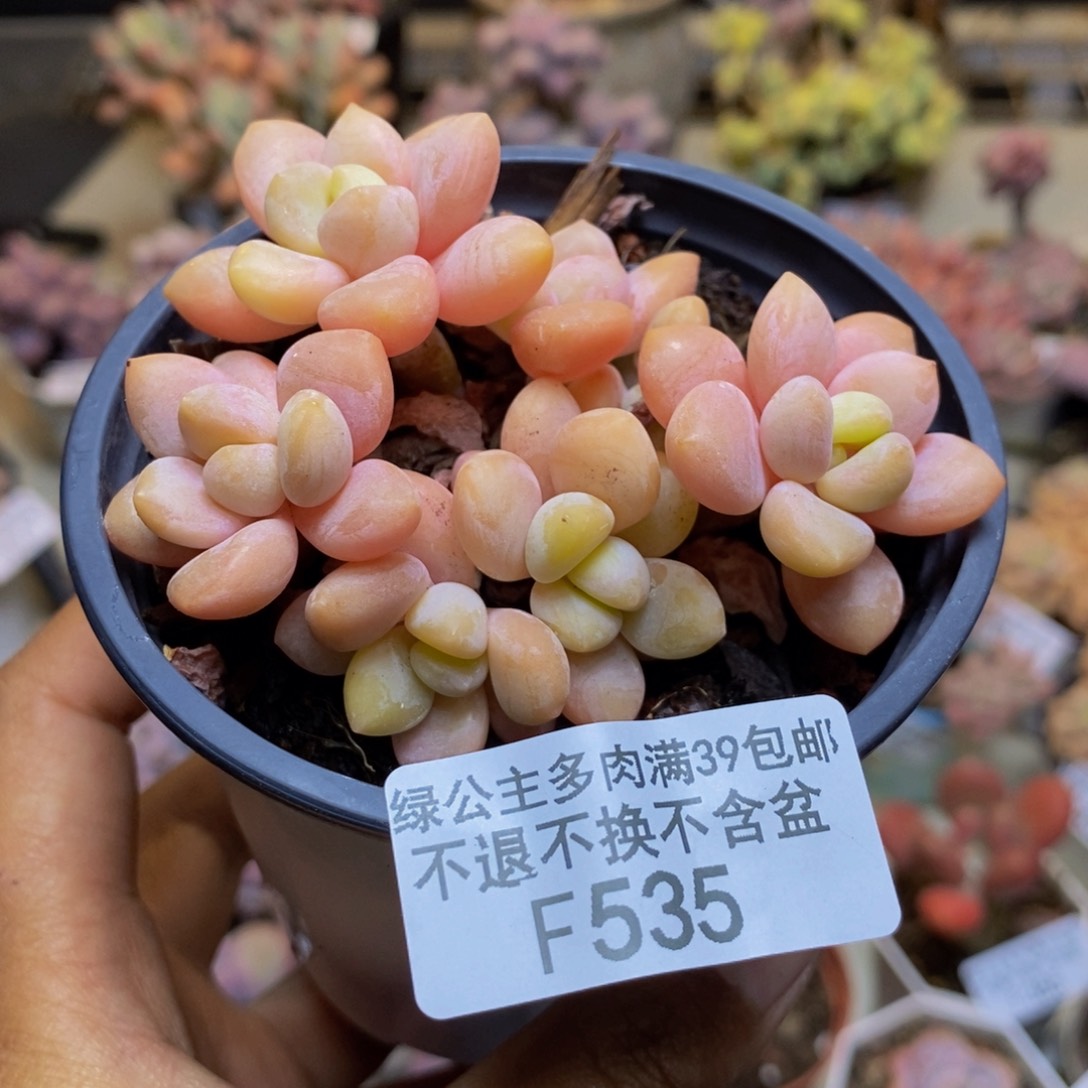 535橘子香水多肉7c m