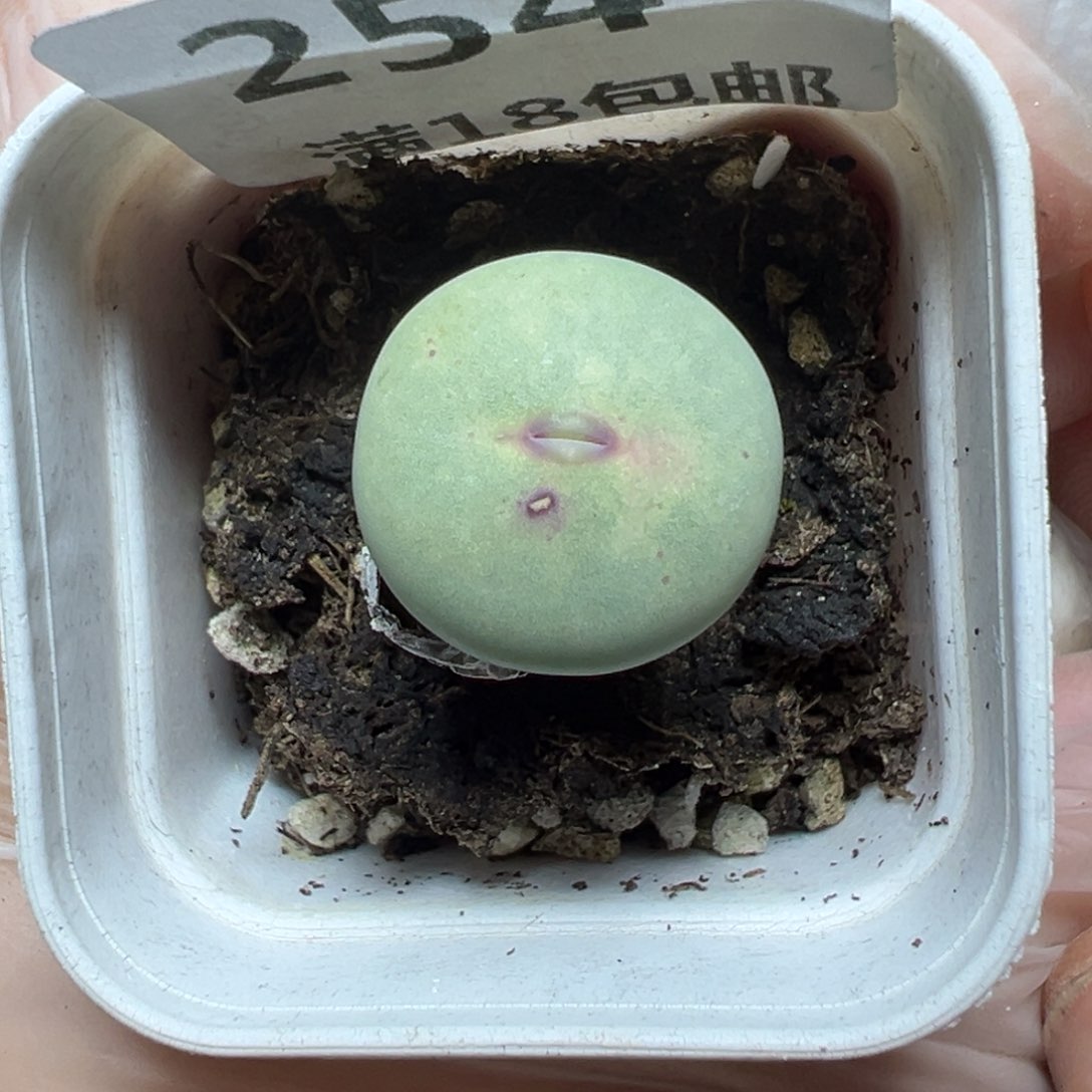 【闪购商品】254……