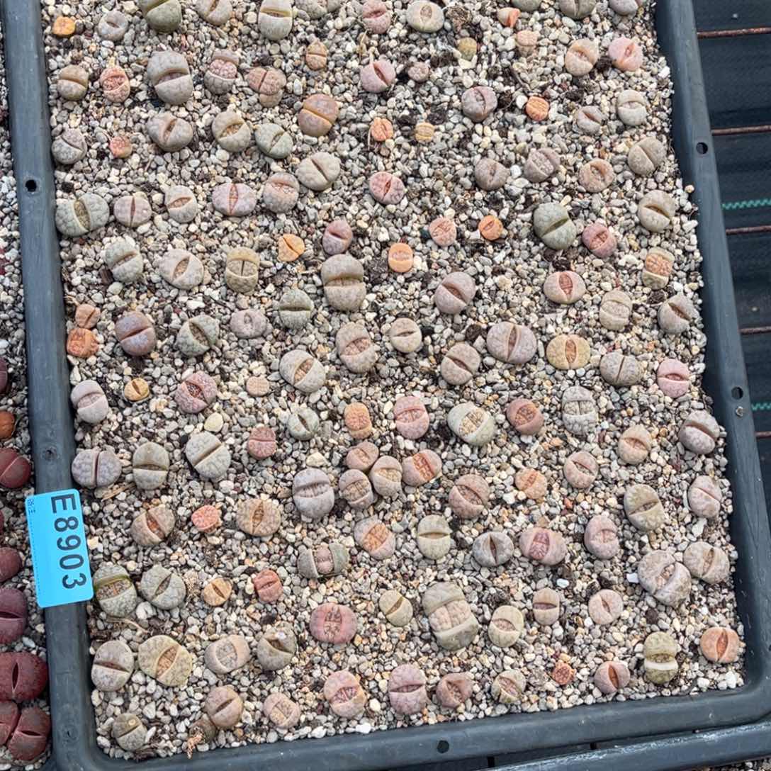 乾***丶8903筐福利不售后