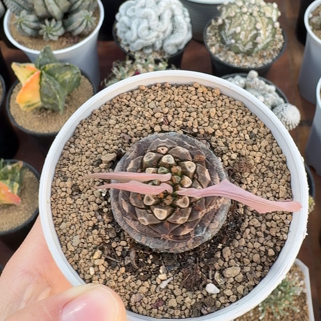 铁甲丸仙人球12342