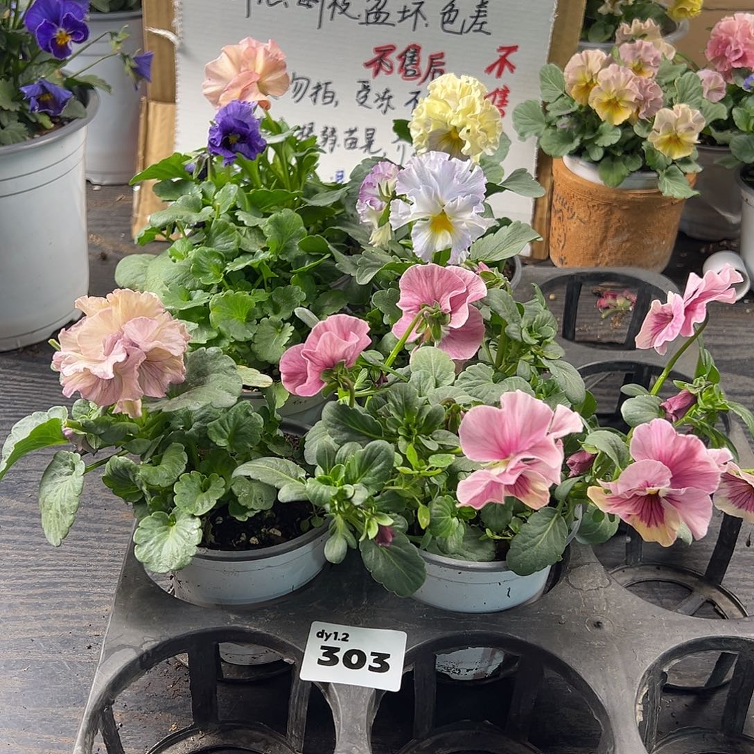 大部分花苞少量开放303号