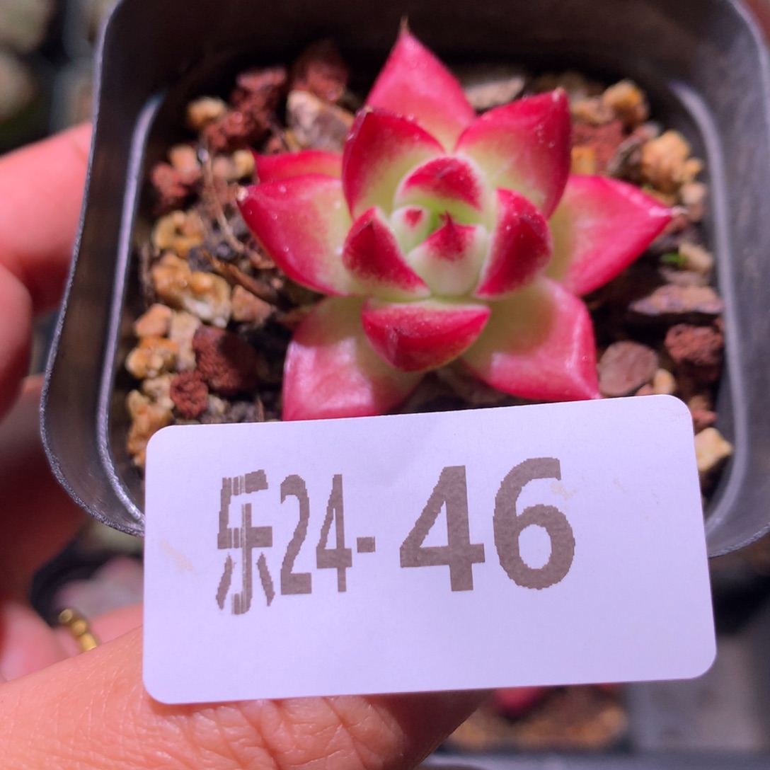 乐然24-46 梦幻女王 