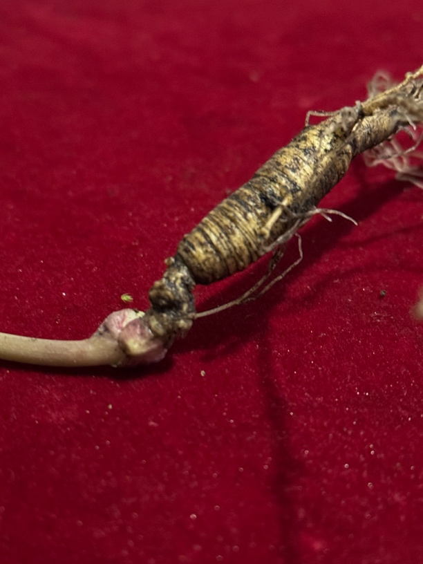 长白山林下鲜新鲜现挖现发煲汤泡酒煮茶滋补佳品