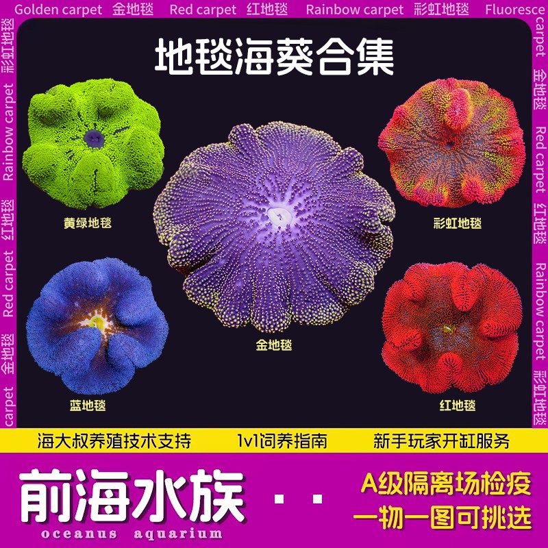 地毯海葵红绿珍珠地毯荧光绿长须地毯公主葵海水小丑鱼缸活体珊瑚