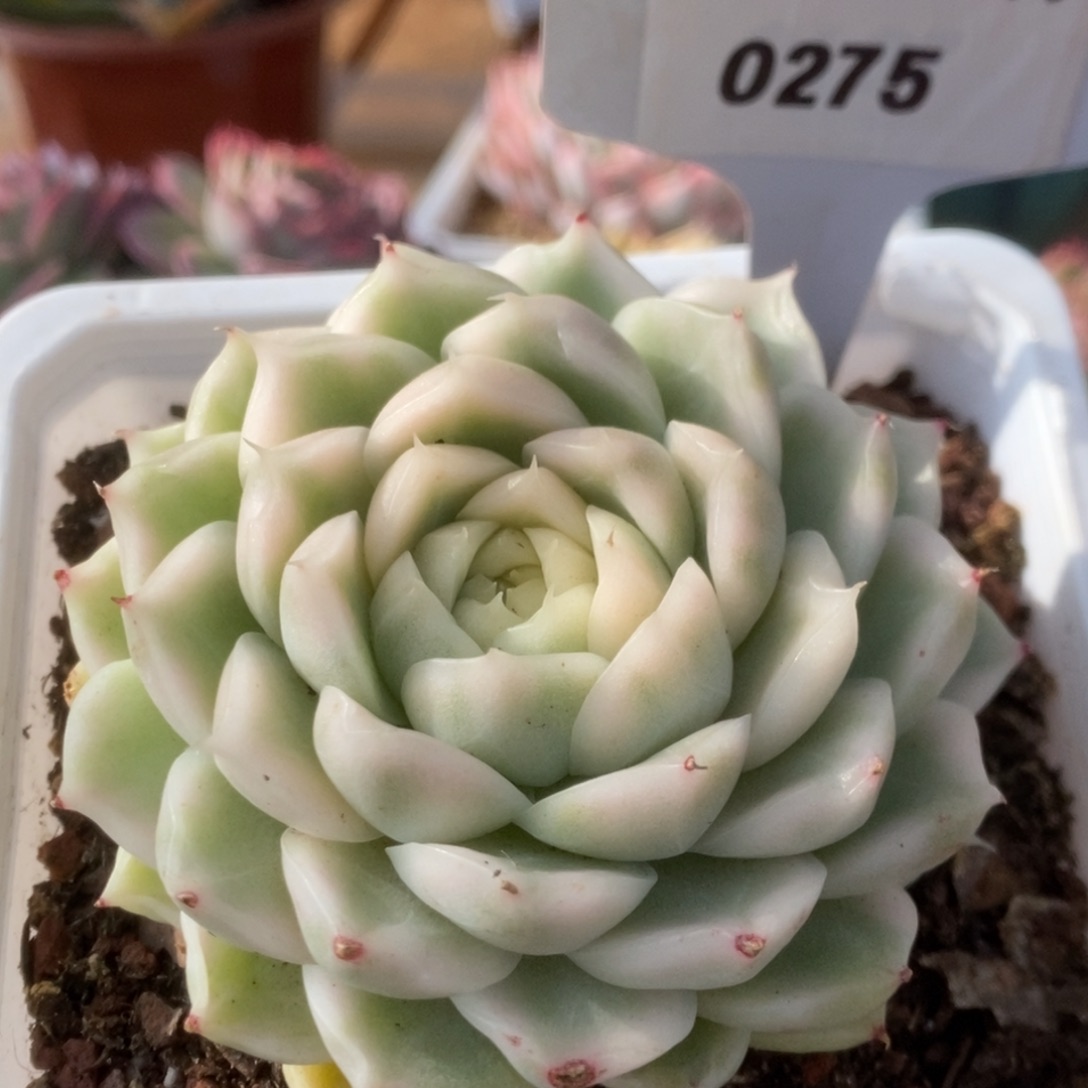 275白瓷麦杆锦锦锦锦锦