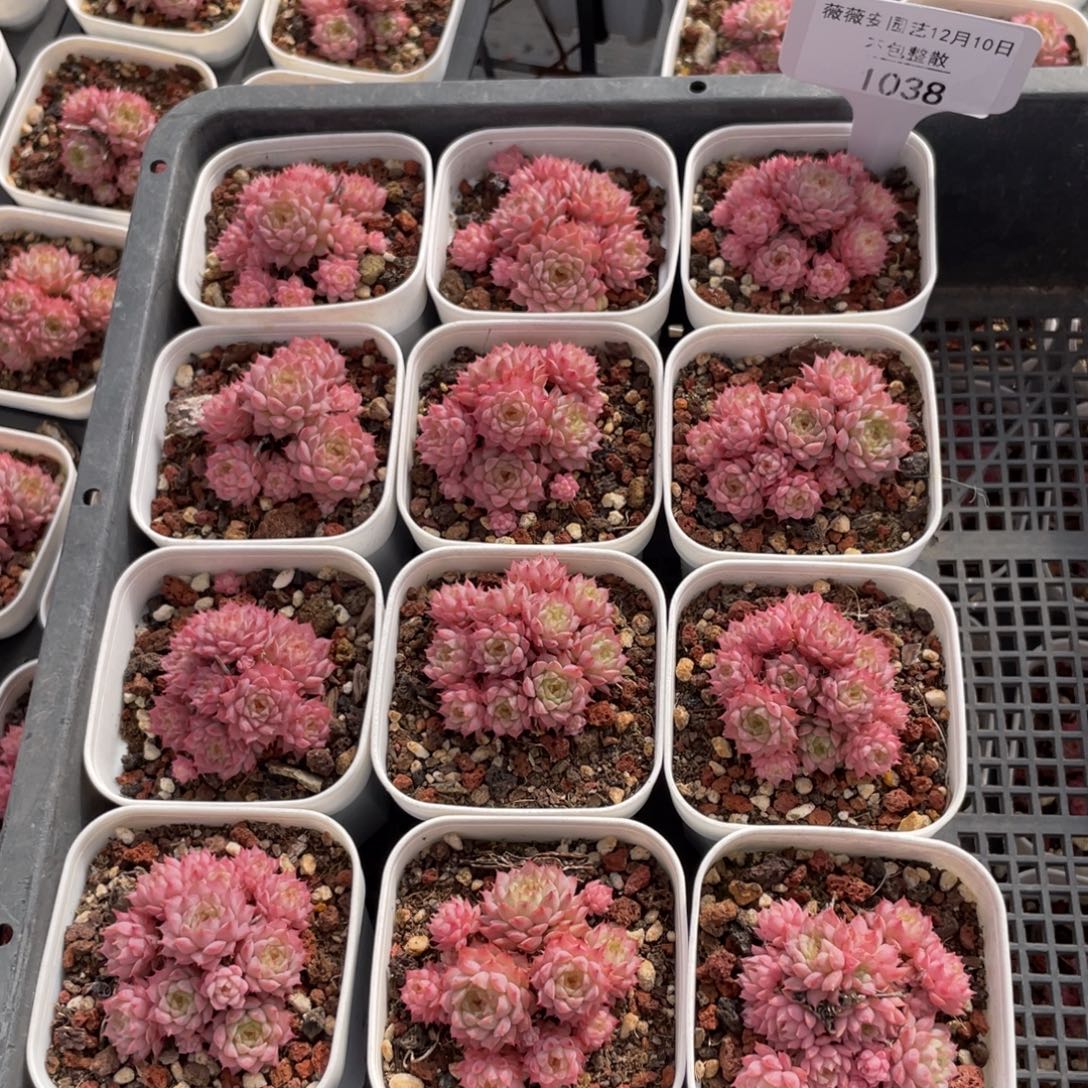 不包整散 盆子不售后1038