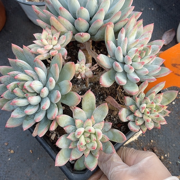 两单包邮，一物一拍258暗纹杂交