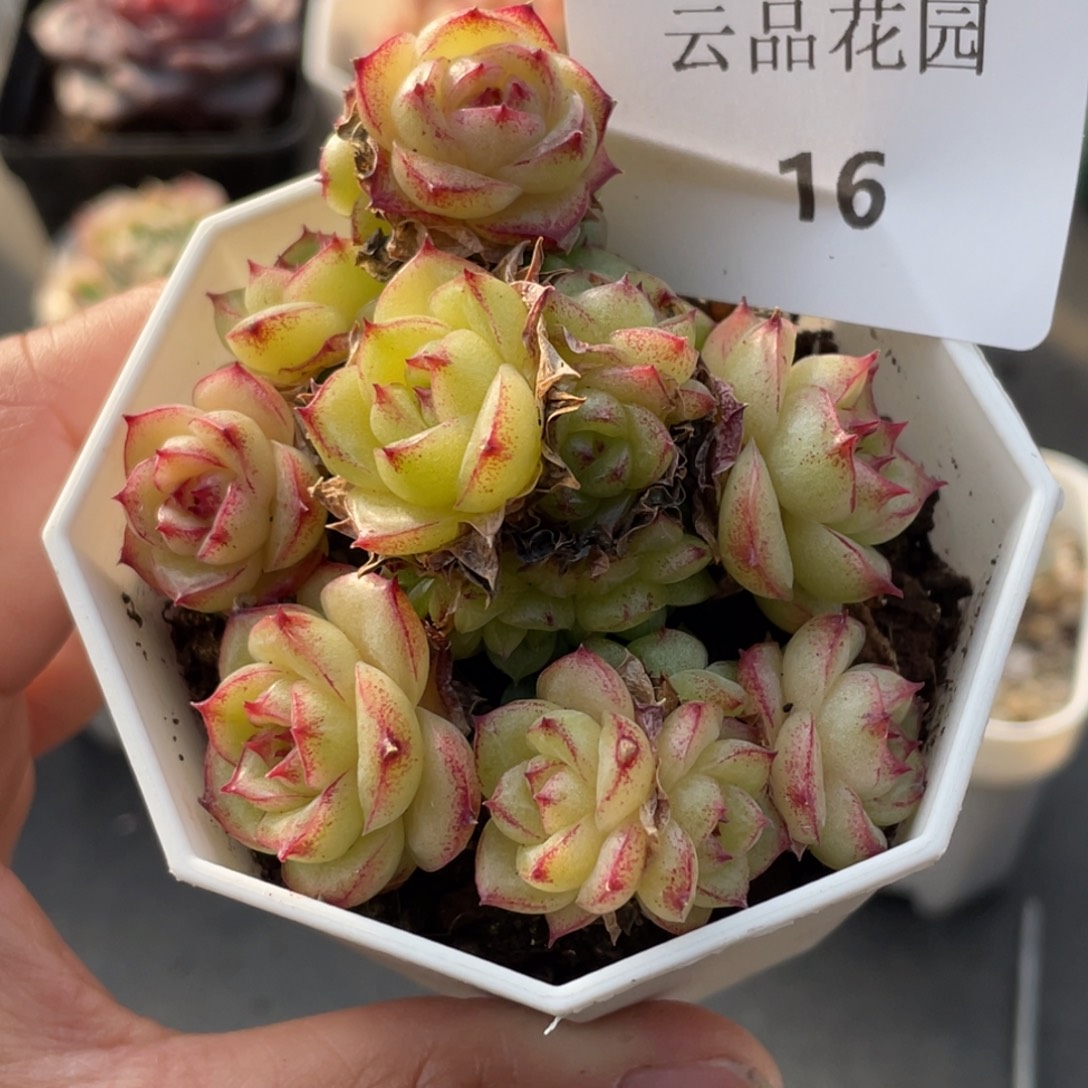 16号糖心冰心珍妮 不包整带盆