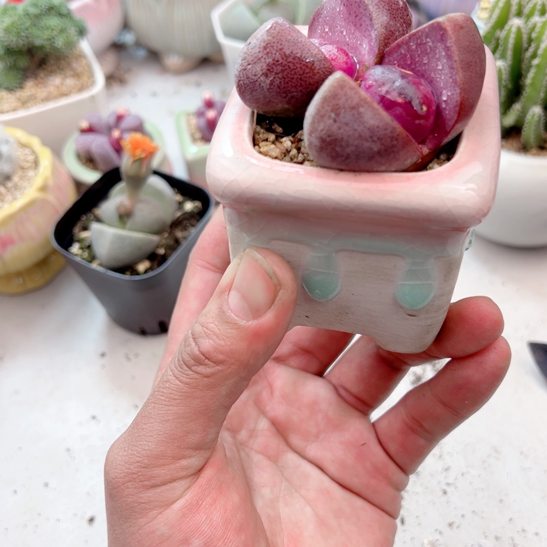 紫元宝多肉植物一颗