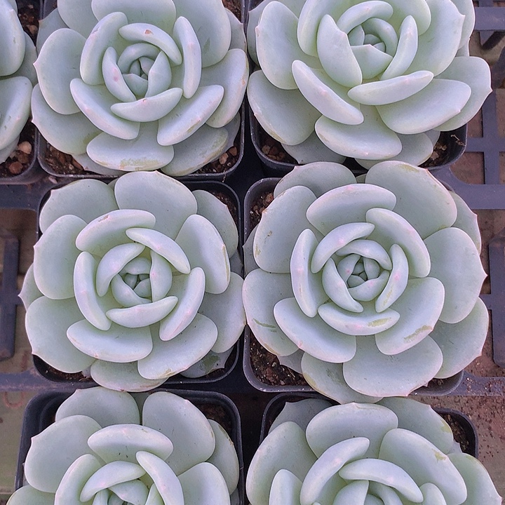 童颜单头两颗一组