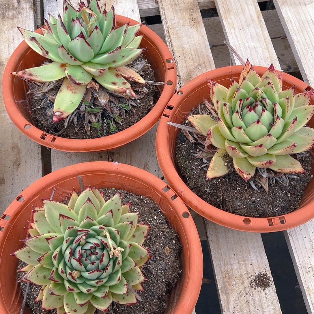 乌木单头，满18包邮