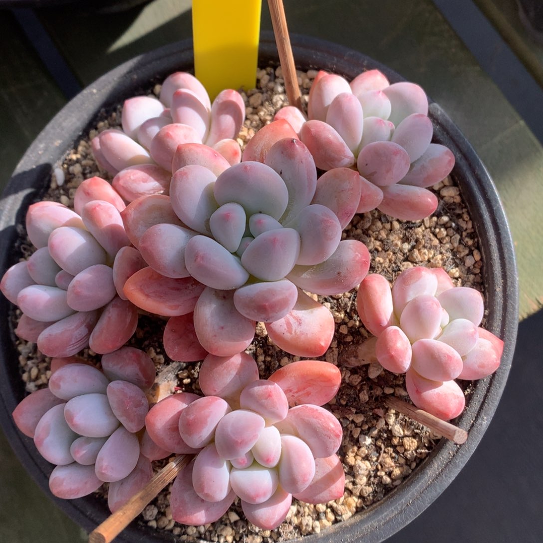 香水 多头 一颗       