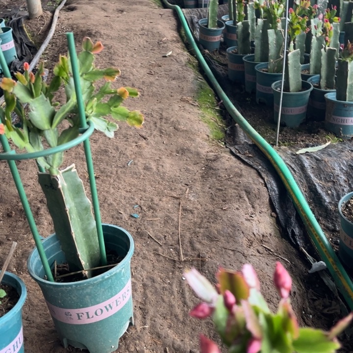 潇***涯4号037黄色0花000