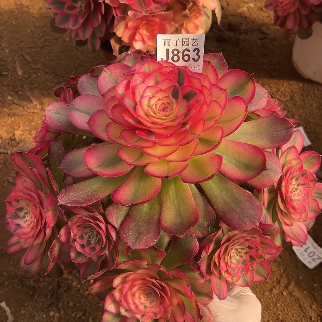 863荔枝尺寸25左右