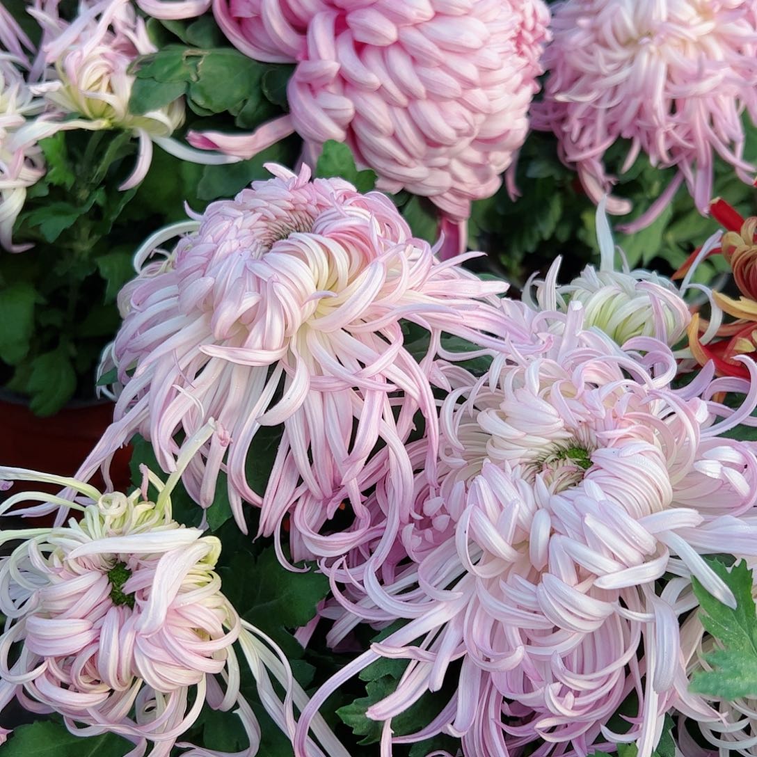 完全开放盘龙盛锦