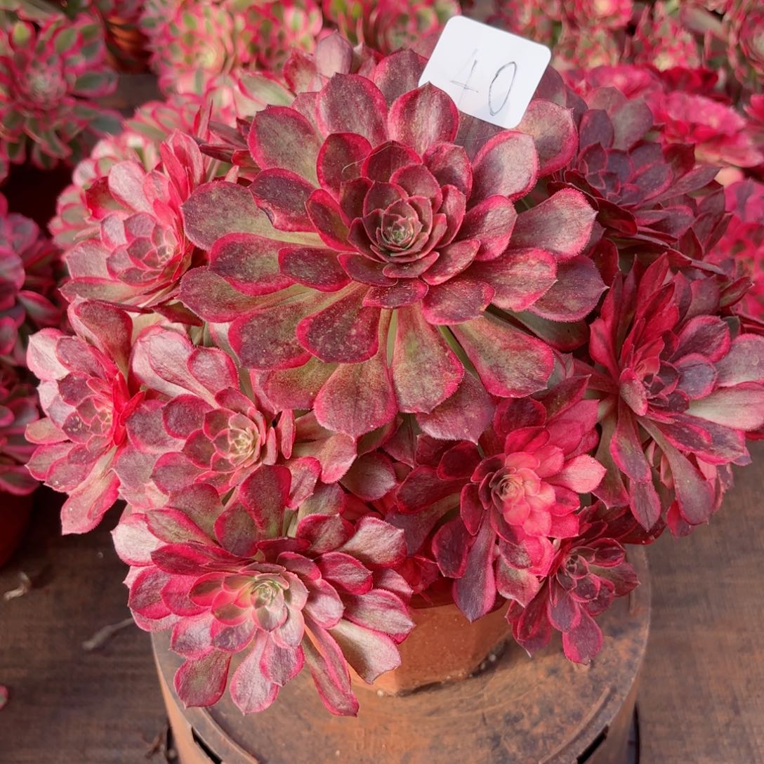 浮***怒一物一拍啊多肉法师40