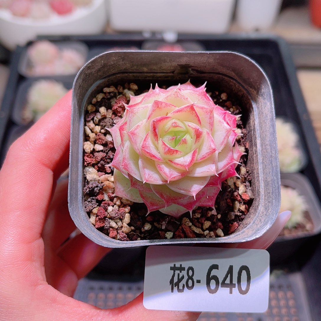 花利美8-640女王玫瑰