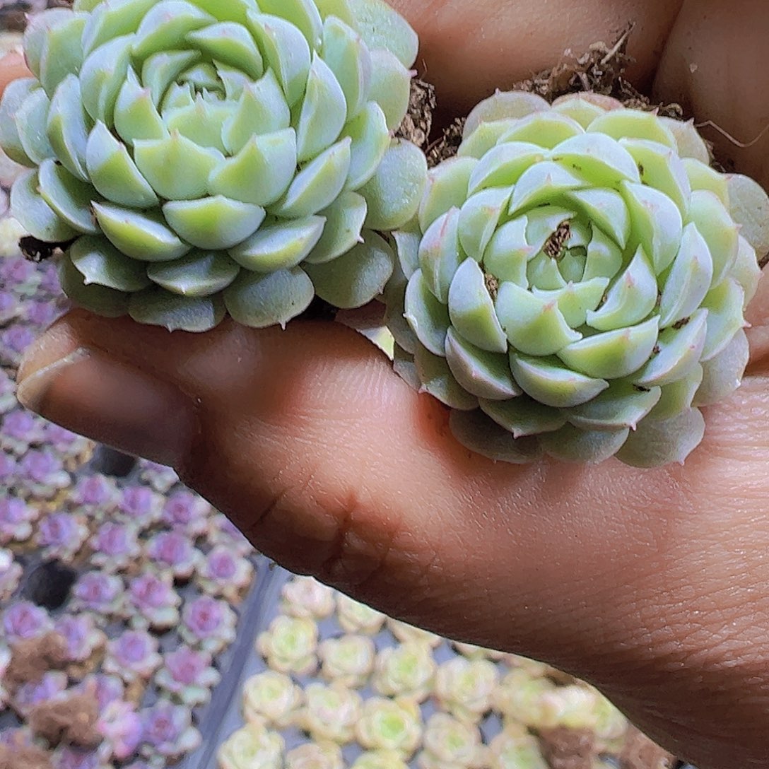 羊脂球5个19包邮多肉植物