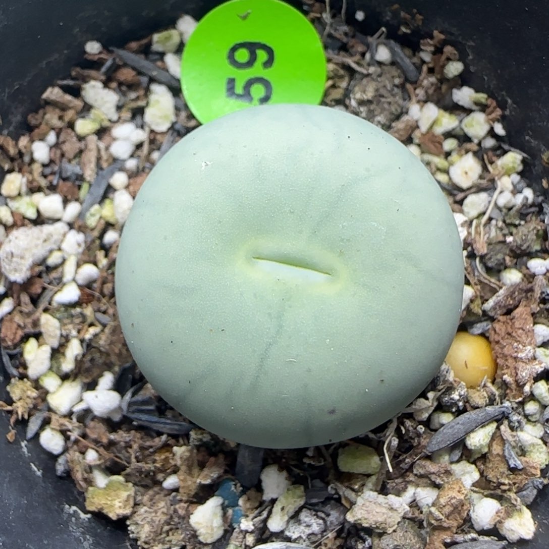 大嘴巴鸽子蛋2+多肉植物59