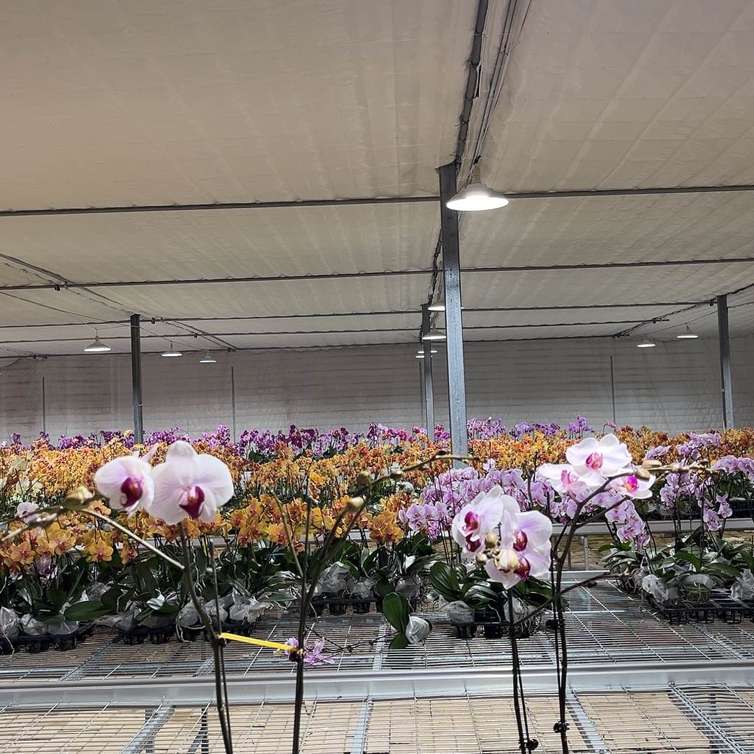 R***r完全开放蝴蝶兰2颗 不售后