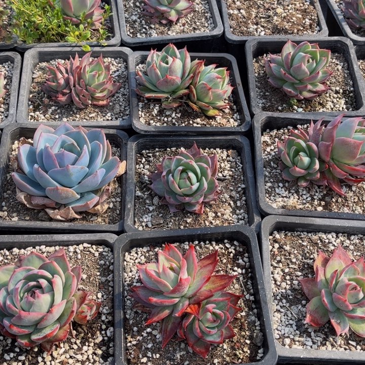 ****介克虫的要两份