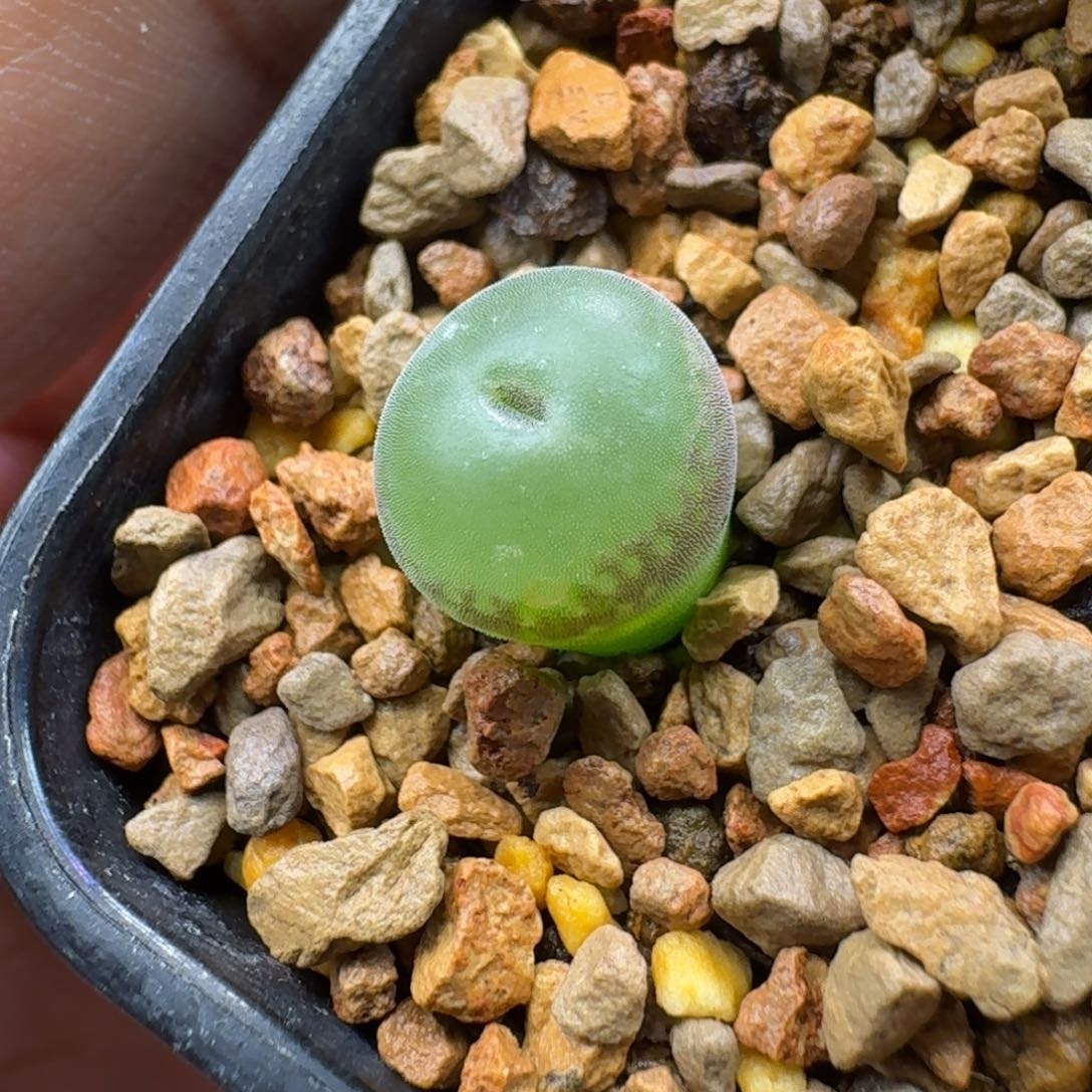 ****丁云缦精品番杏24.15