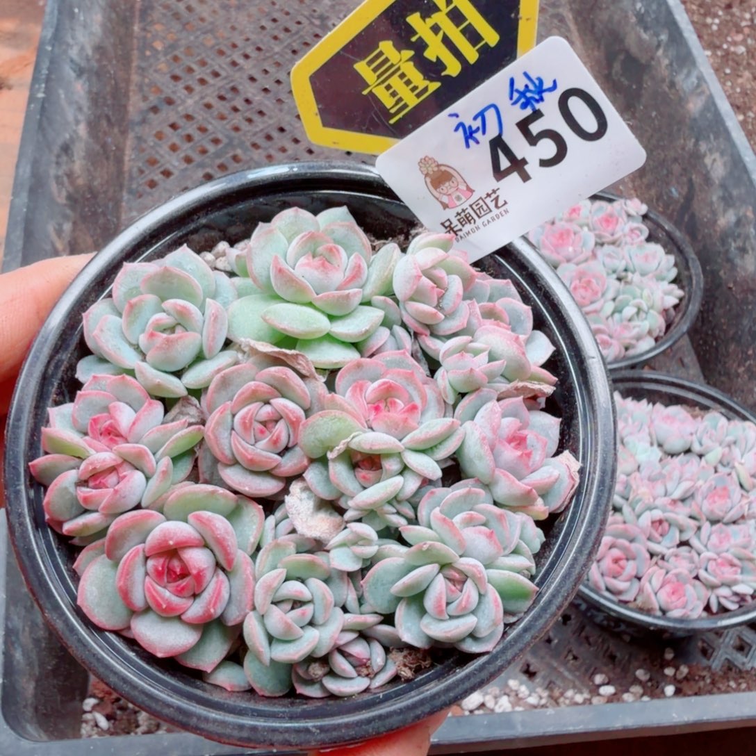 多肉植物多肉植物