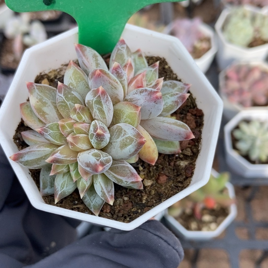 1026伊丽莎白多肉植物