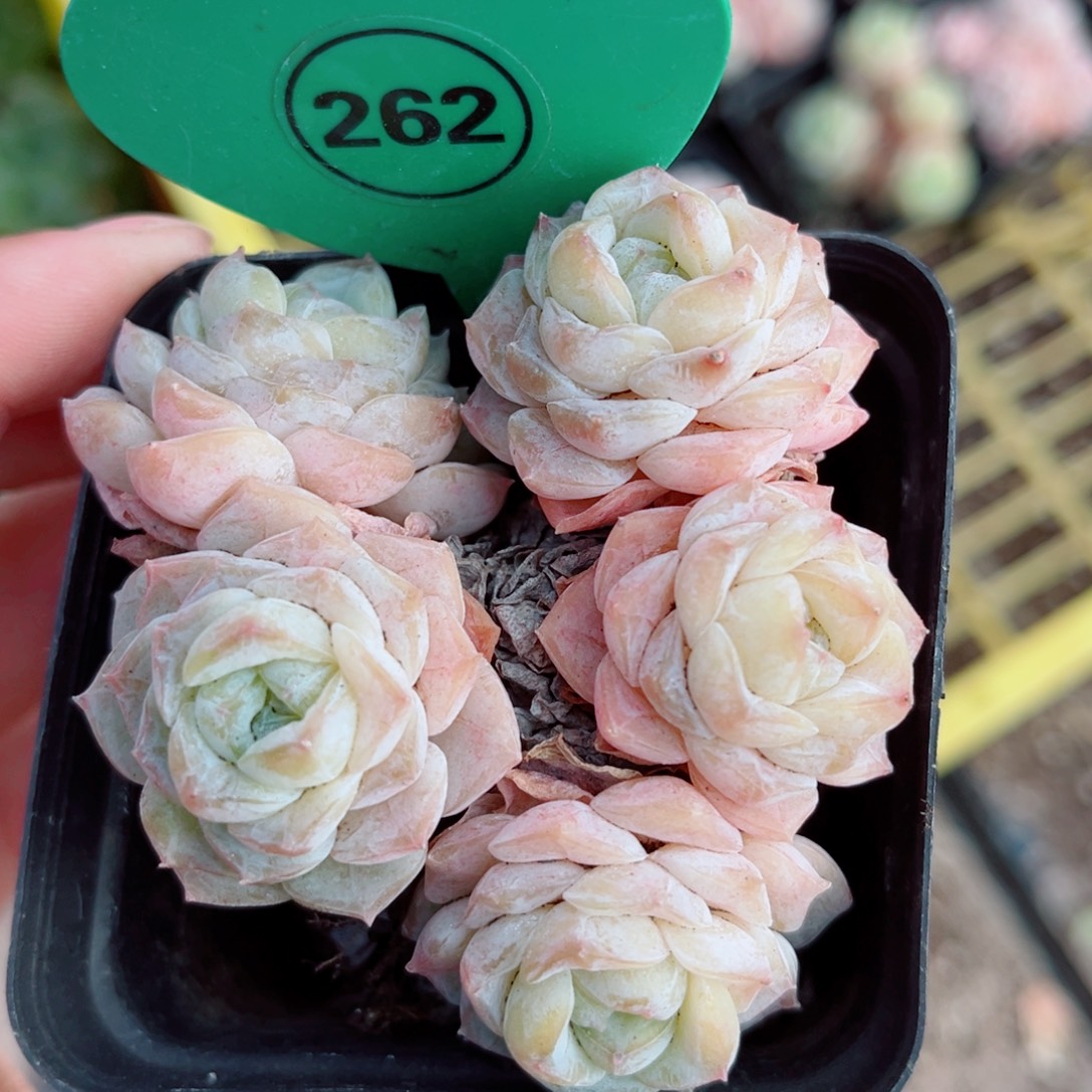 262号小老桩玉凝群