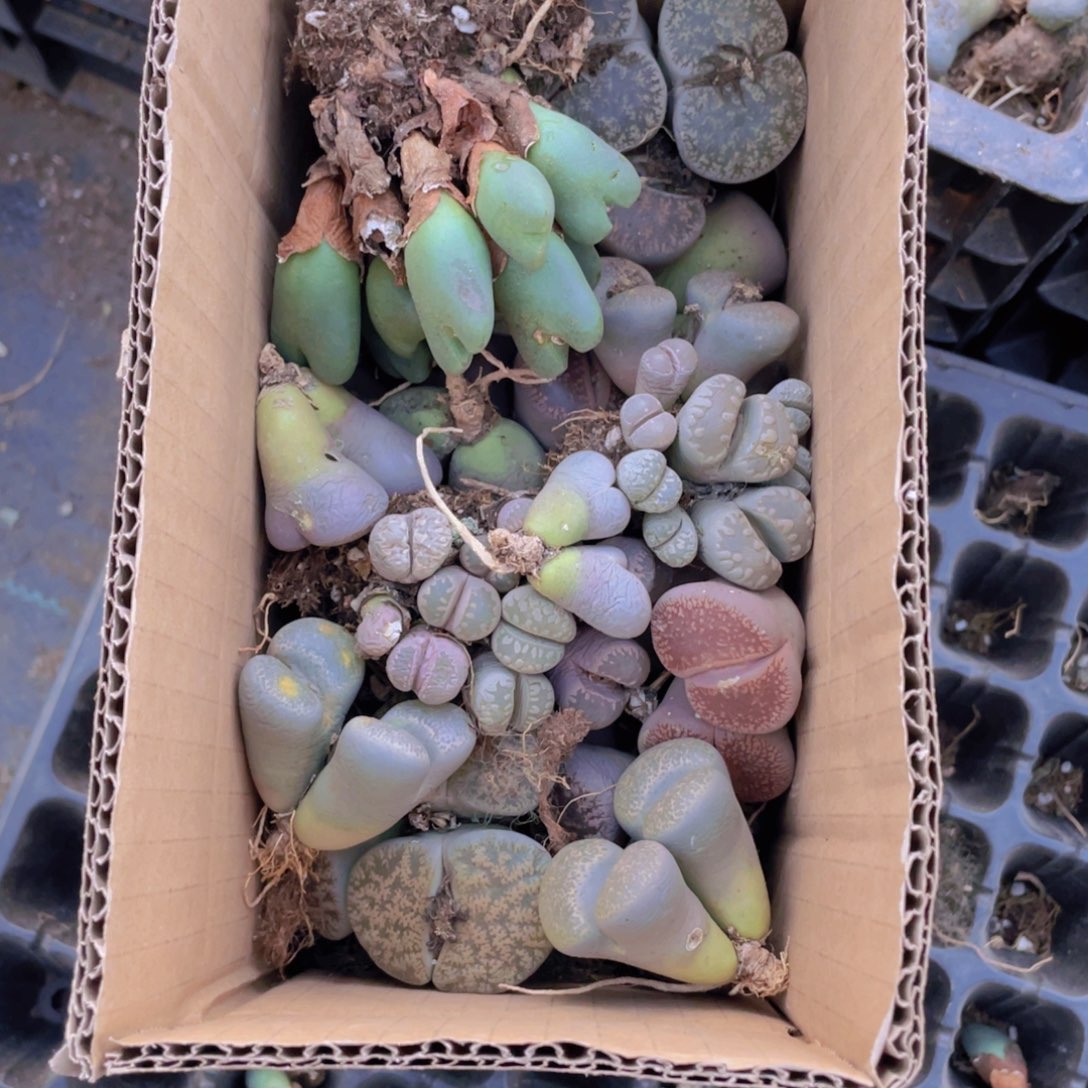 一箱母本888888888