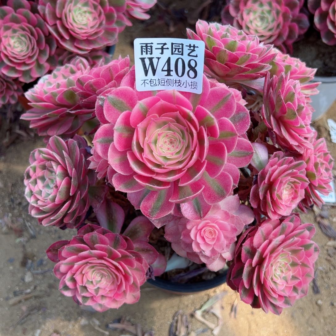 408荔枝尺寸20左右追光特价