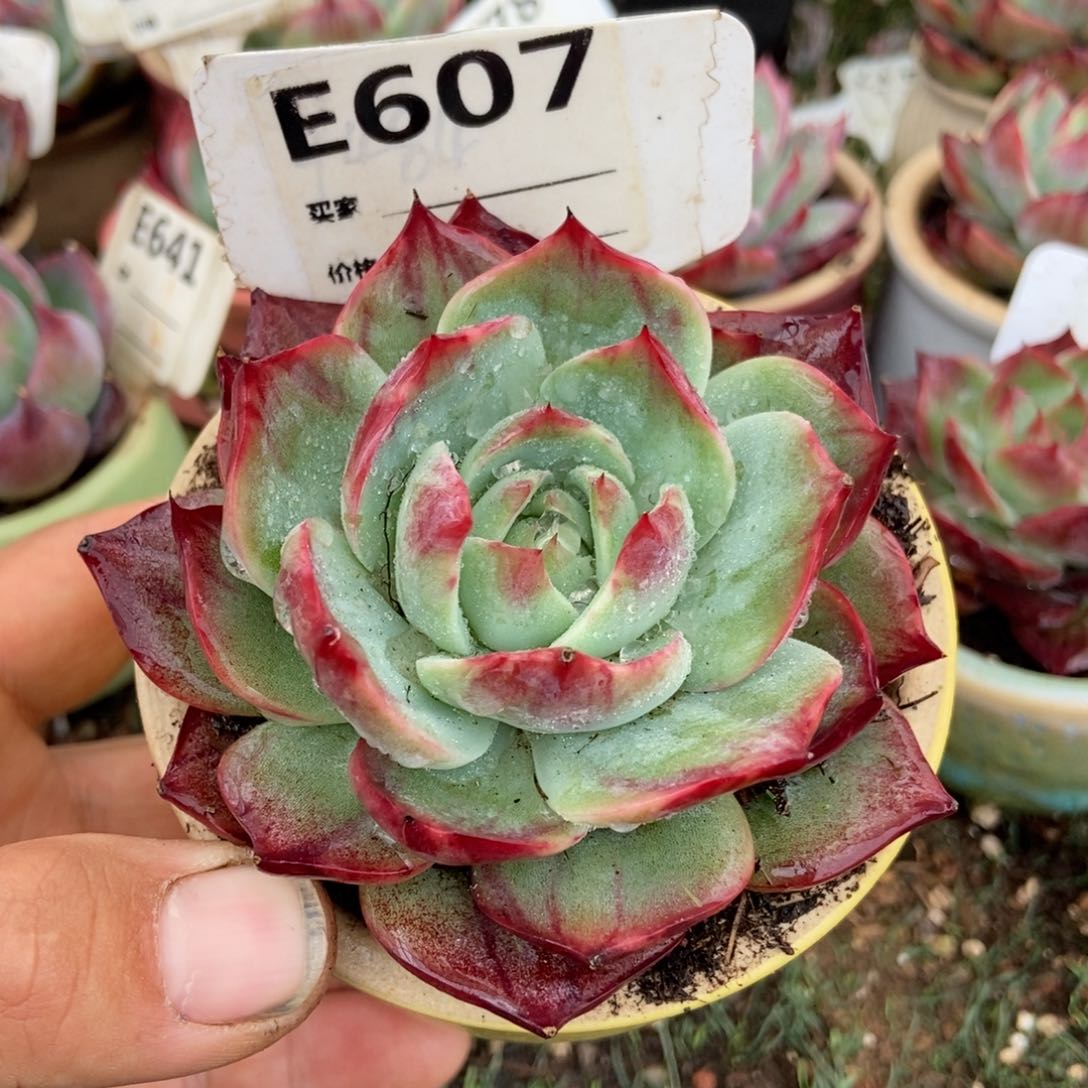 惊鸿一瞥607号多肉