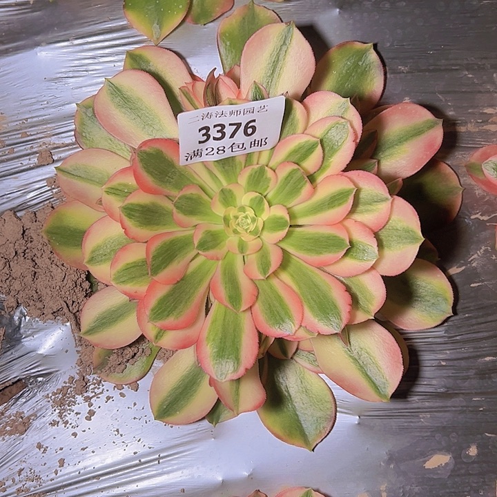 3376香妃多肉植物2号