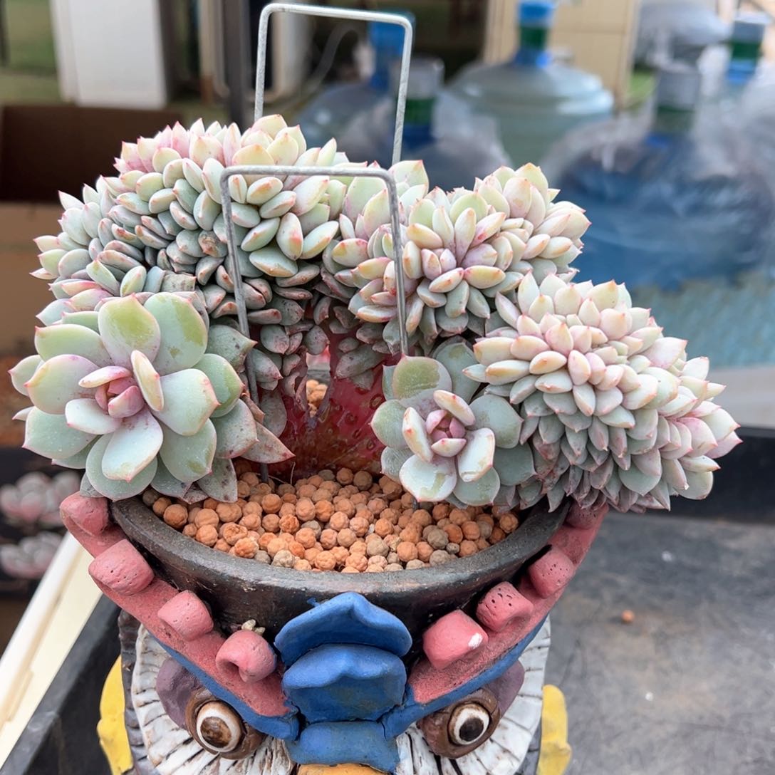 黛露露板子小树多肉植物